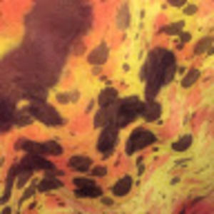 Meet your Posher, Antonio